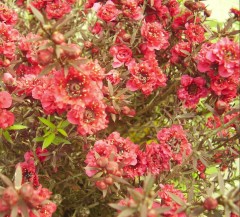 Leptospermum Scoparium 'Red Damask'